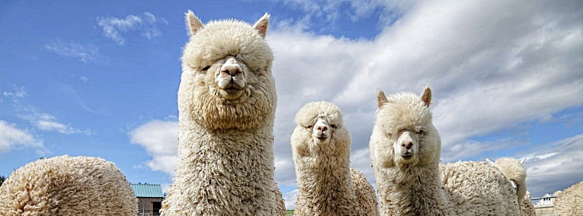 slider image slider_item_GP4PpQ